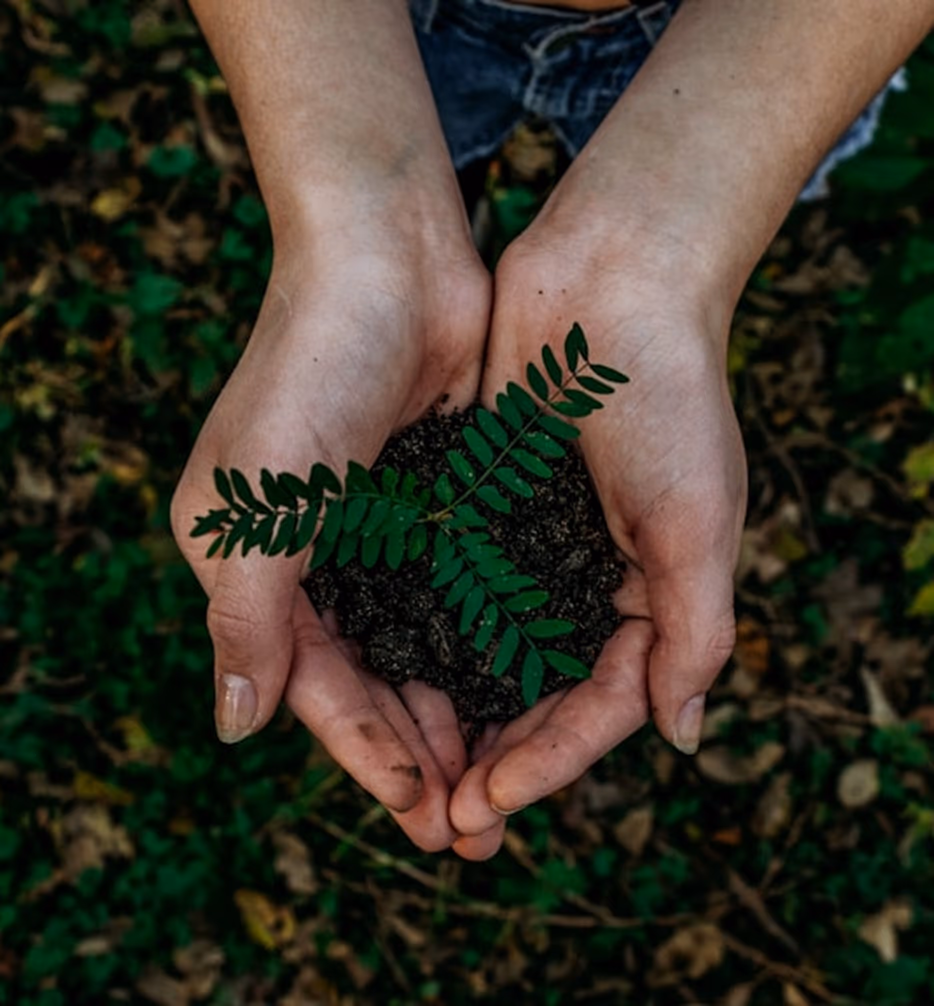 Hands holding soil and a plant